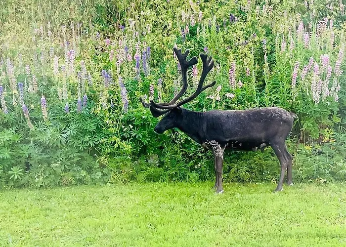 I Nord Lägenhet *